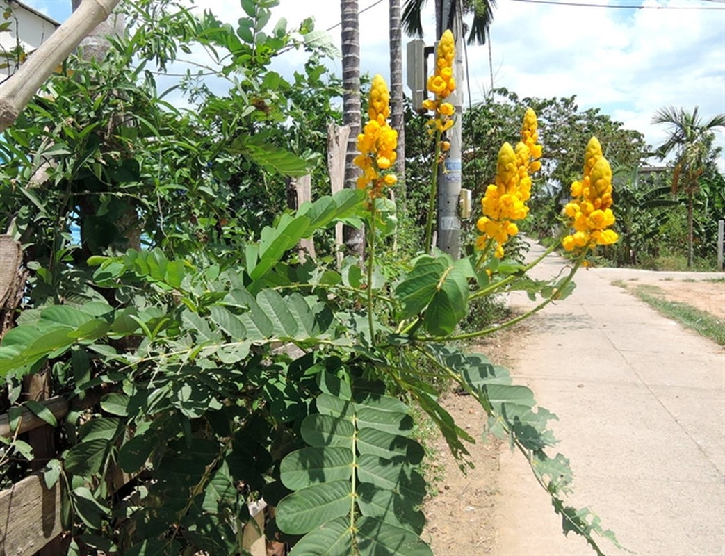 Bai thuoc chua nhieu benh tu cay hoa muong trau mua thu-Hinh-5